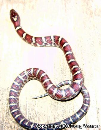 Eastern Milksnake (Lampropeltis triangulum triangulum)