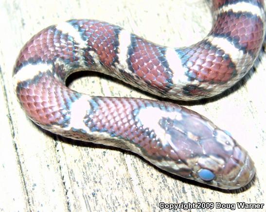 Eastern Milksnake (Lampropeltis triangulum triangulum)