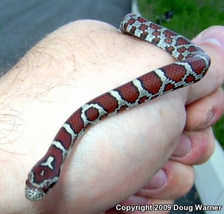 Eastern Milksnake (Lampropeltis triangulum triangulum)