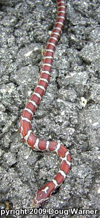 Eastern Milksnake (Lampropeltis triangulum triangulum)