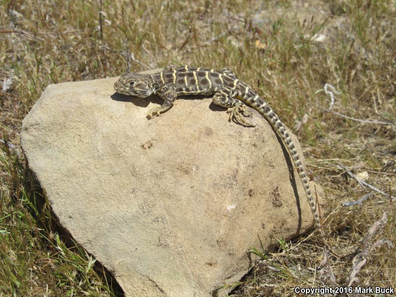 Bluntnose Leopard Lizard (Gambelia sila)