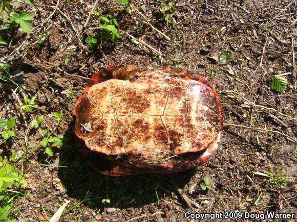 Northern Red-bellied Cooter (Pseudemys rubriventris)