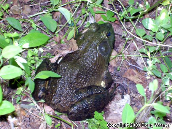 American Bullfrog (Lithobates catesbeianus)