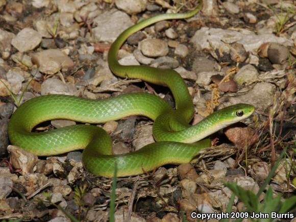 Smooth Greensnake (Opheodrys vernalis)