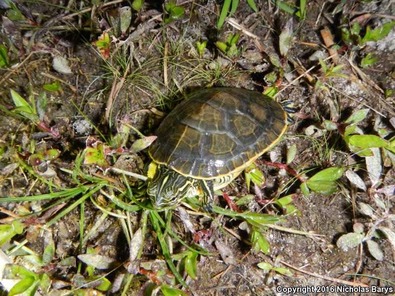 Chicken Turtle (Deirochelys reticularia)