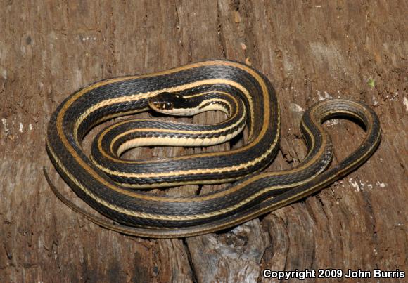 Orange-striped Ribbonsnake (Thamnophis proximus proximus)