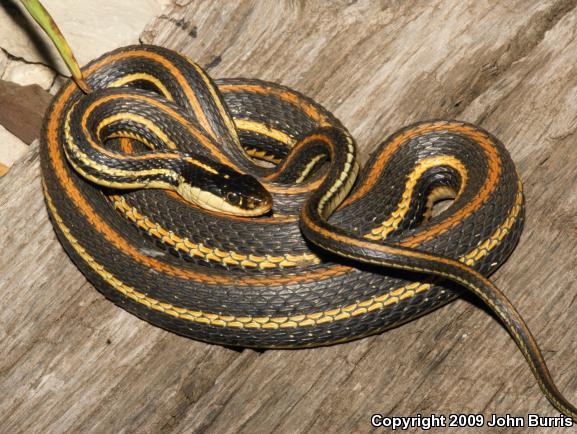 Orange-striped Ribbonsnake (Thamnophis proximus proximus)