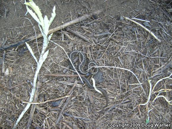 Eastern Gartersnake (Thamnophis sirtalis sirtalis)