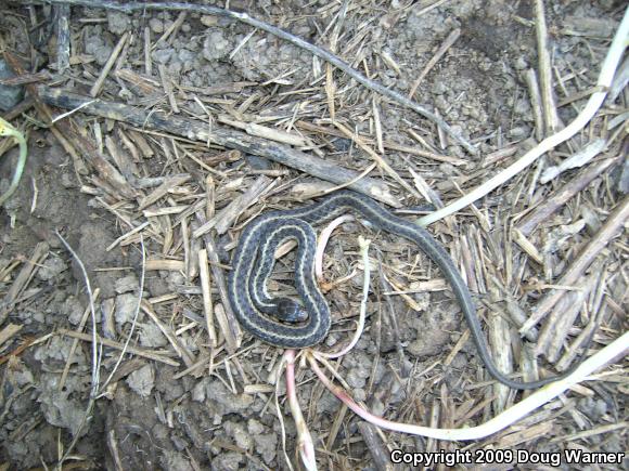 Eastern Gartersnake (Thamnophis sirtalis sirtalis)