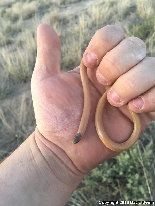 Plains Black-headed Snake (Tantilla nigriceps)