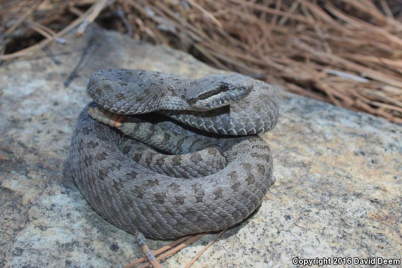 Western Twin-spotted Rattlesnake (Crotalus pricei pricei)