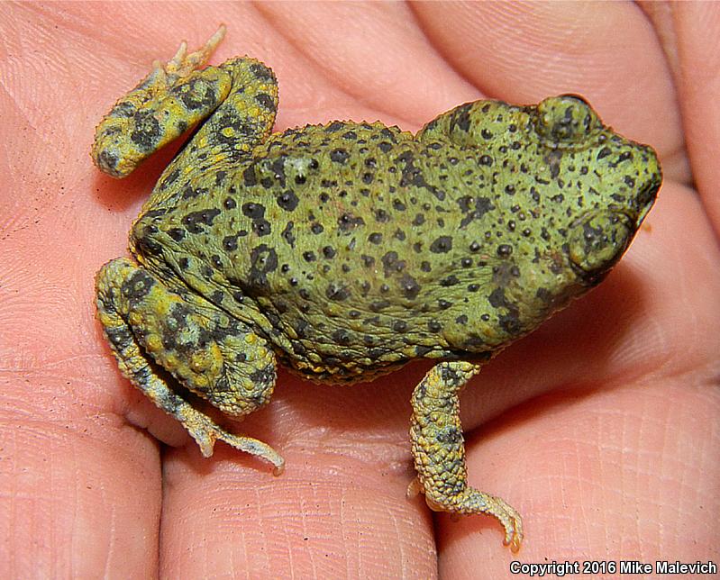 Eastern Green Toad (Anaxyrus debilis debilis)