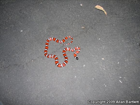 San Diego Mountain Kingsnake (Lampropeltis zonata pulchra)