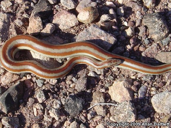 Mid-Baja Rosy Boa (Lichanura trivirgata saslowi)