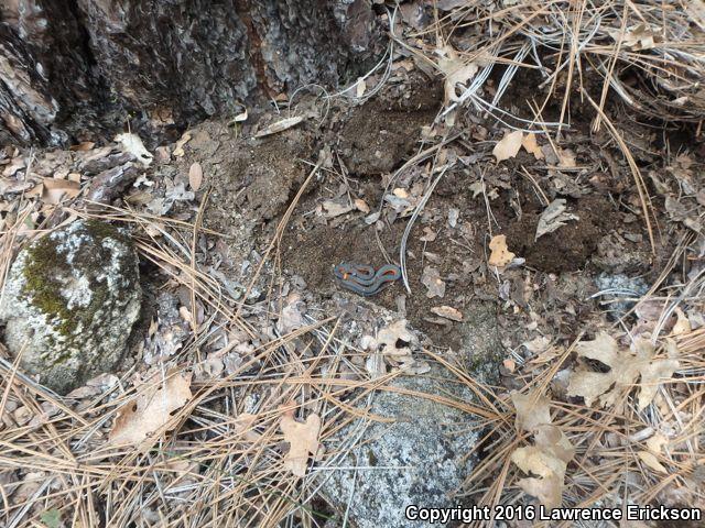 Coral-bellied Ring-necked Snake (Diadophis punctatus pulchellus)