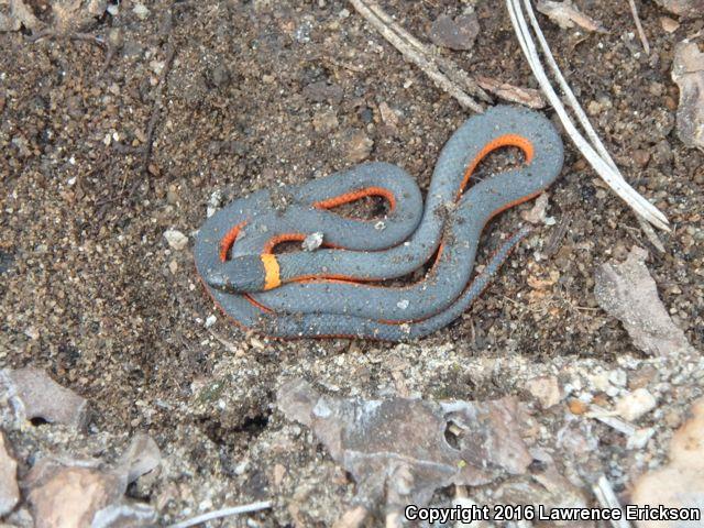 Coral-bellied Ring-necked Snake (Diadophis punctatus pulchellus)