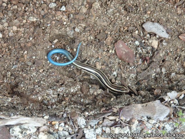 Greater Brown Skink (Plestiodon gilberti gilberti)