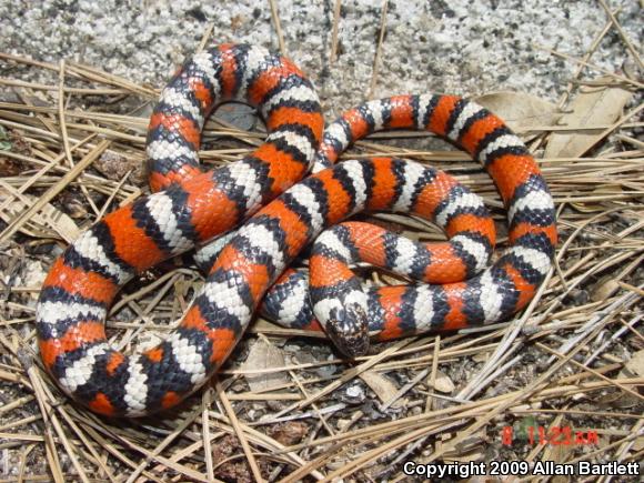 Baja California Mountain Kingsnake (Lampropeltis zonata agalma)