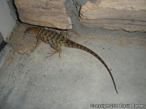 Yellow-backed Spiny Lizard (Sceloporus uniformis)