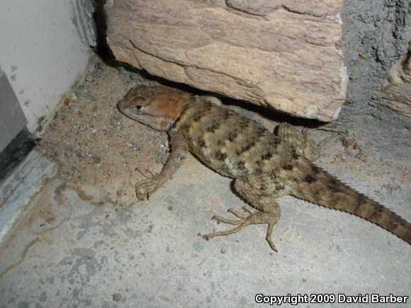 Yellow-backed Spiny Lizard (Sceloporus uniformis)