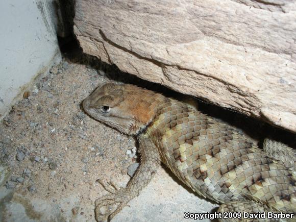 Yellow-backed Spiny Lizard (Sceloporus uniformis)