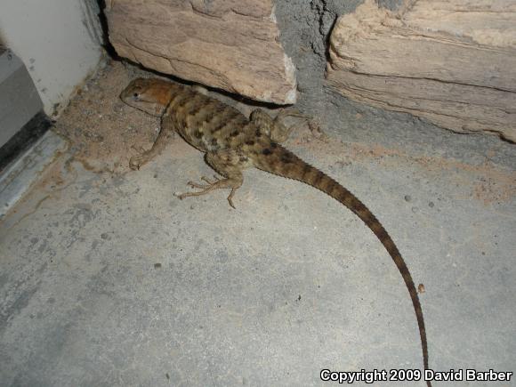 Yellow-backed Spiny Lizard (Sceloporus uniformis)