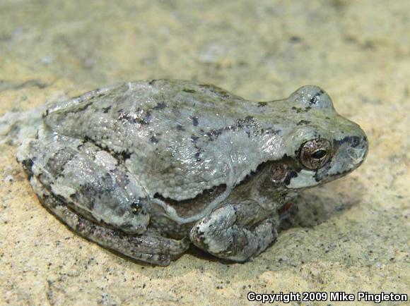 Gray Treefrog (Hyla versicolor)