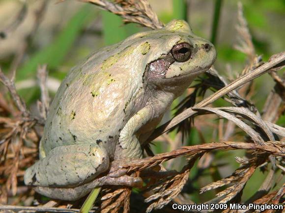 Gray Treefrog (Hyla versicolor)