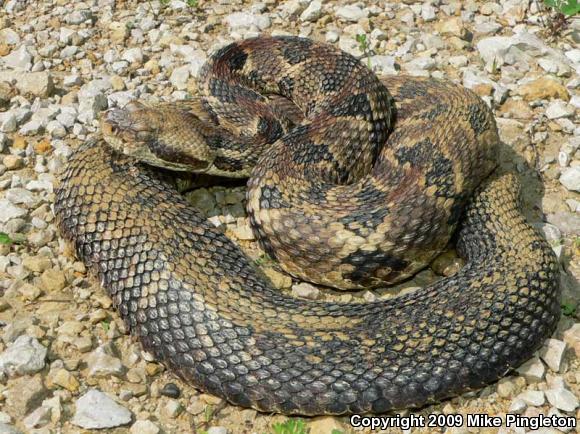 Timber Rattlesnake (Crotalus horridus)