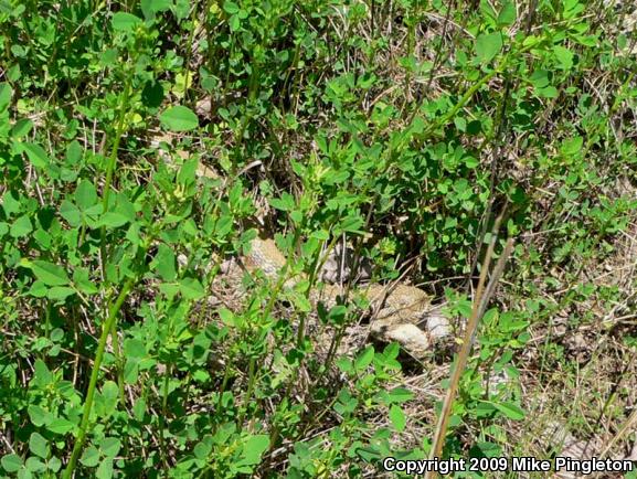 Timber Rattlesnake (Crotalus horridus)