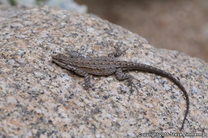 Black-tailed Brush Lizard (Urosaurus nigricaudus)