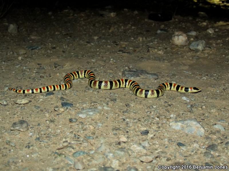 Tucson Shovel-nosed Snake (Chionactis occipitalis klauberi)