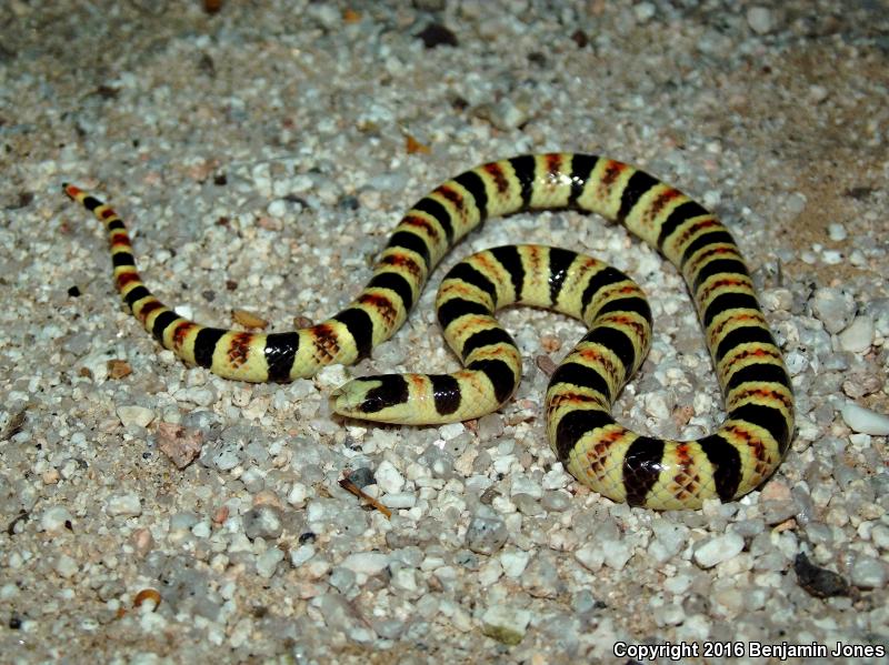 Tucson Shovel-nosed Snake (Chionactis occipitalis klauberi)