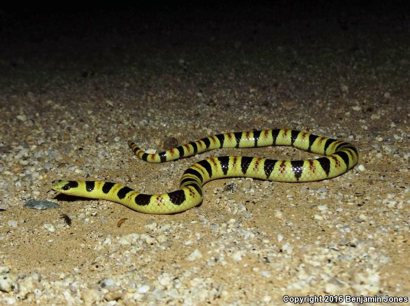 Tucson Shovel-nosed Snake (Chionactis occipitalis klauberi)