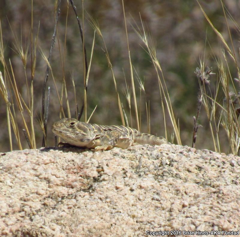 Bluntnose Leopard Lizard (Gambelia sila)