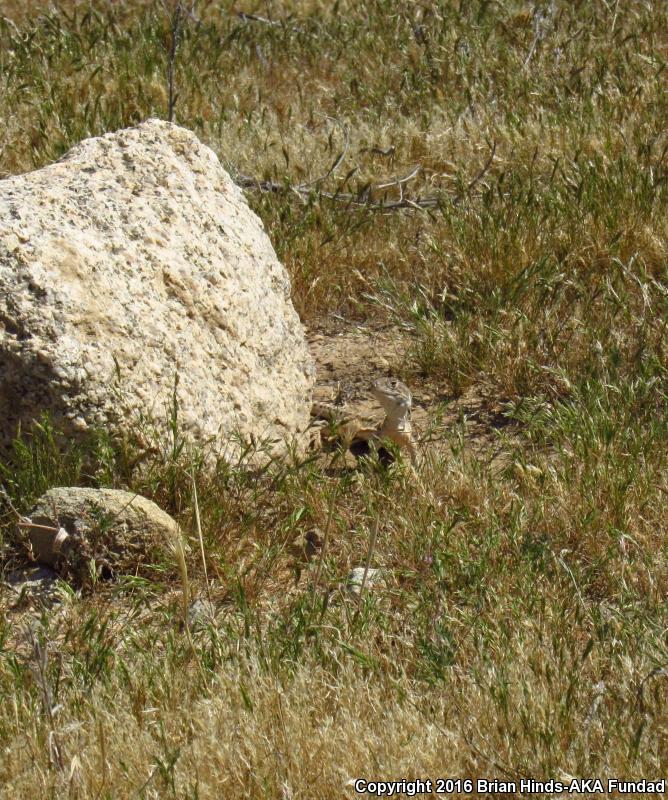 Bluntnose Leopard Lizard (Gambelia sila)