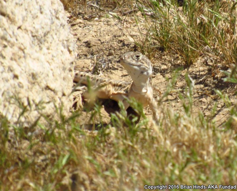 Bluntnose Leopard Lizard (Gambelia sila)