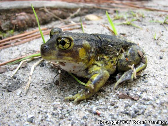 Eastern Spadefoot (Scaphiopus holbrookii)