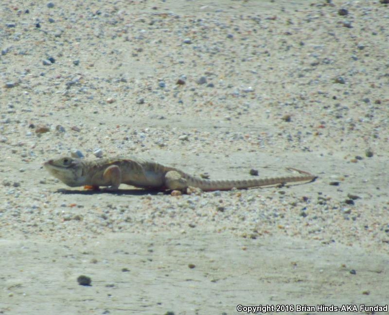 Bluntnose Leopard Lizard (Gambelia sila)