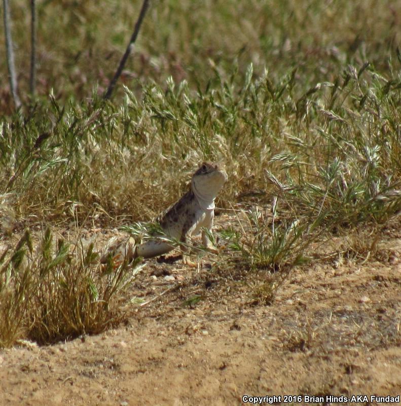 Bluntnose Leopard Lizard (Gambelia sila)