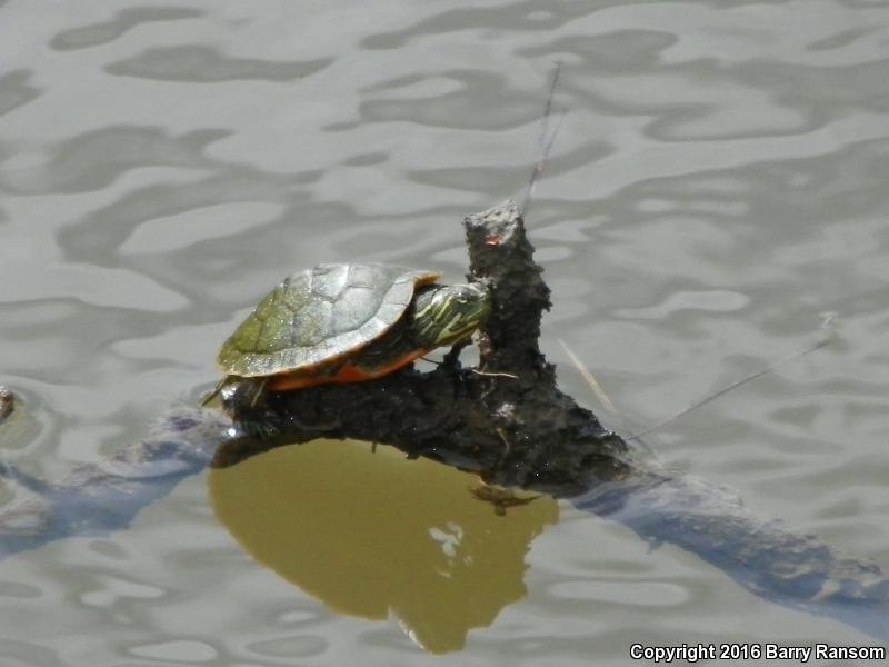 Alabama Red-bellied Cooter (Pseudemys alabamensis)