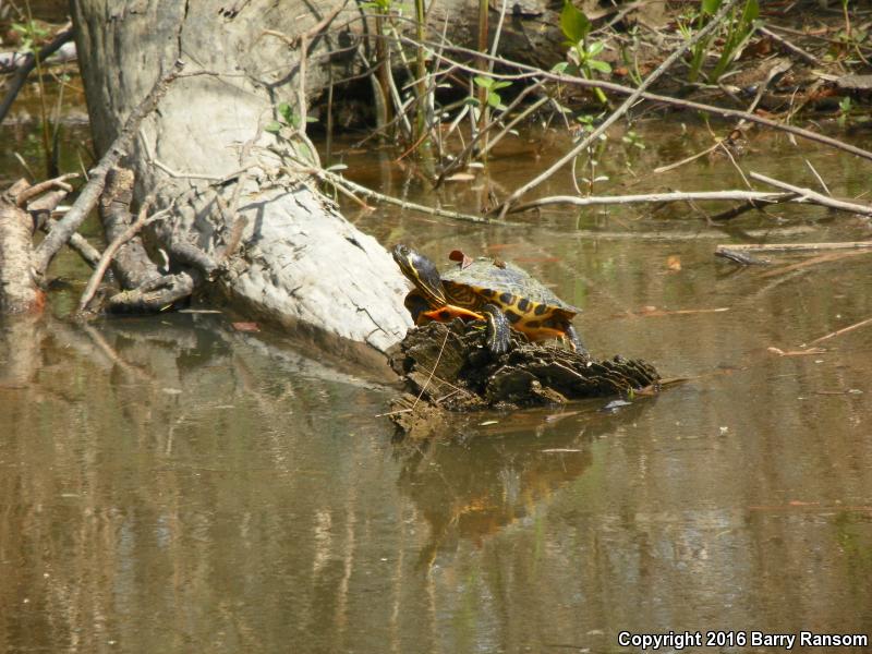 Alabama Red-bellied Cooter (Pseudemys alabamensis)