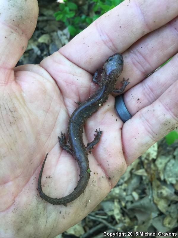 Mud Salamander (Pseudotriton montanus)