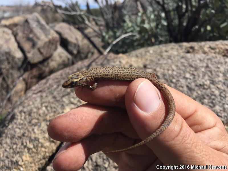 Arizona Night Lizard (Xantusia arizonae)