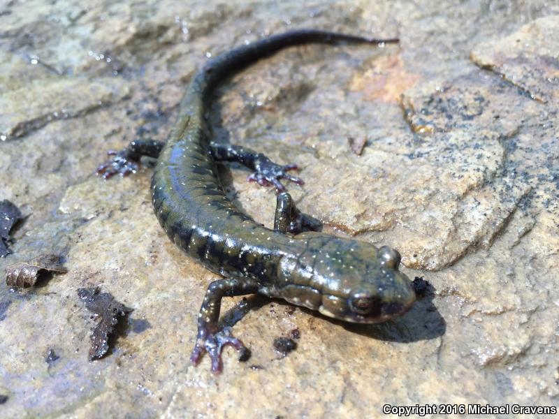 Pigeon Mountain Salamander (Plethodon petraeus)