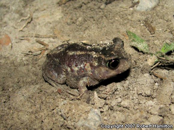 Eastern Spadefoot (Scaphiopus holbrookii)