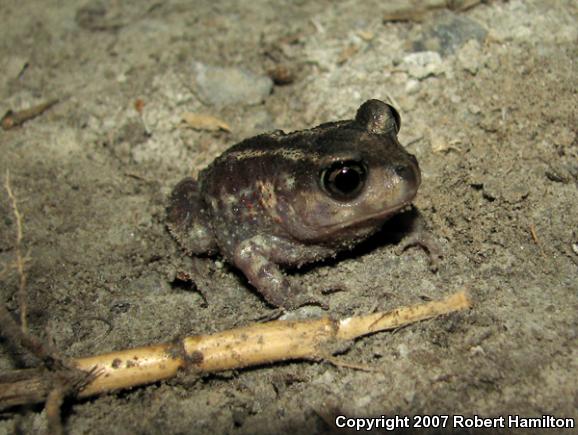 Eastern Spadefoot (Scaphiopus holbrookii)