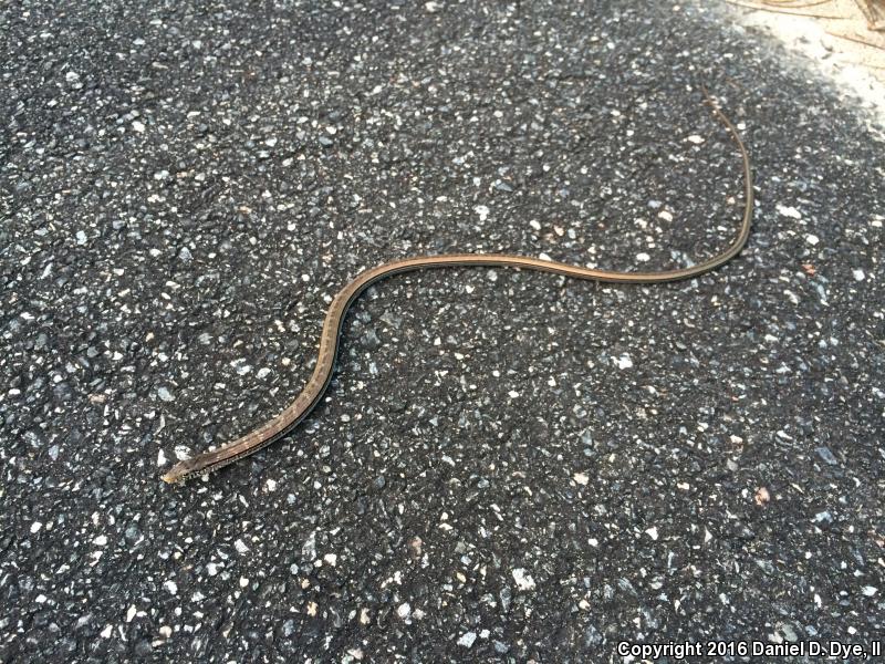 Eastern Slender Glass Lizard (Ophisaurus attenuatus longicaudus)