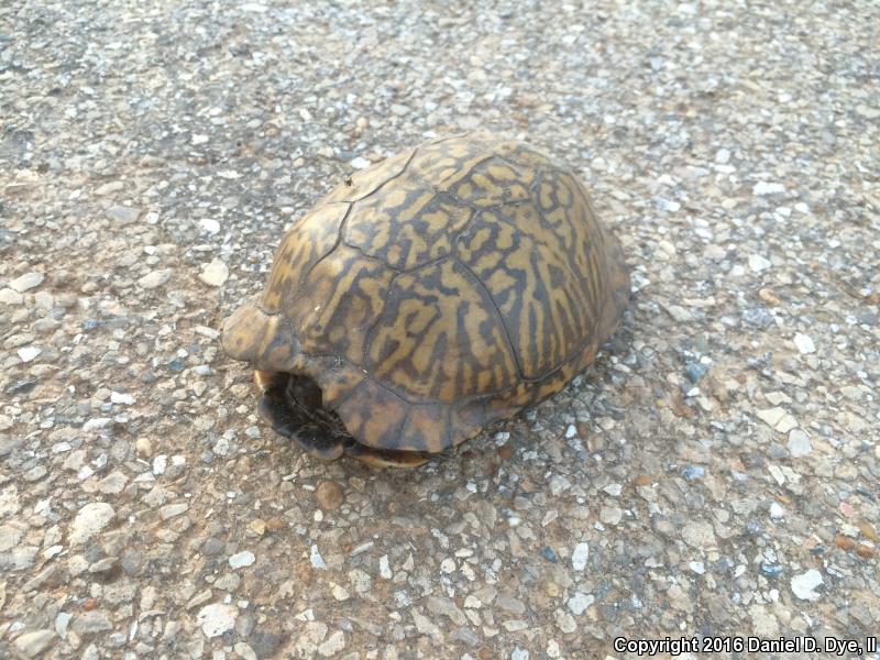 Gulf Coast Box Turtle (Terrapene carolina major)