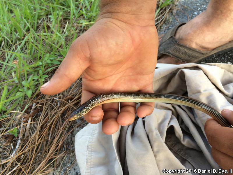 Mimic Glass Lizard (Ophisaurus mimicus)